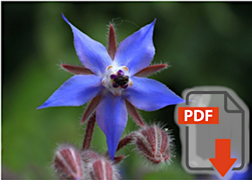 The Effect of Borage on Retinal Venous Pressure of Healthy Subjects with the Flammer Syndrome Running Title: Borage and Retinal Venous Pressure